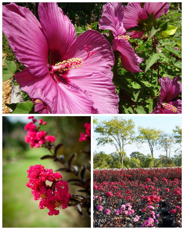 Review J berry nursery image 304223