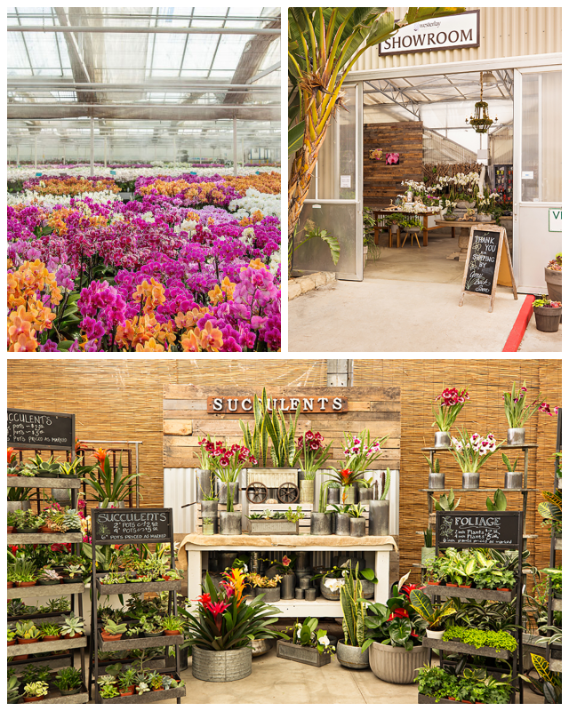 Review Westerlay Orchids image 108414