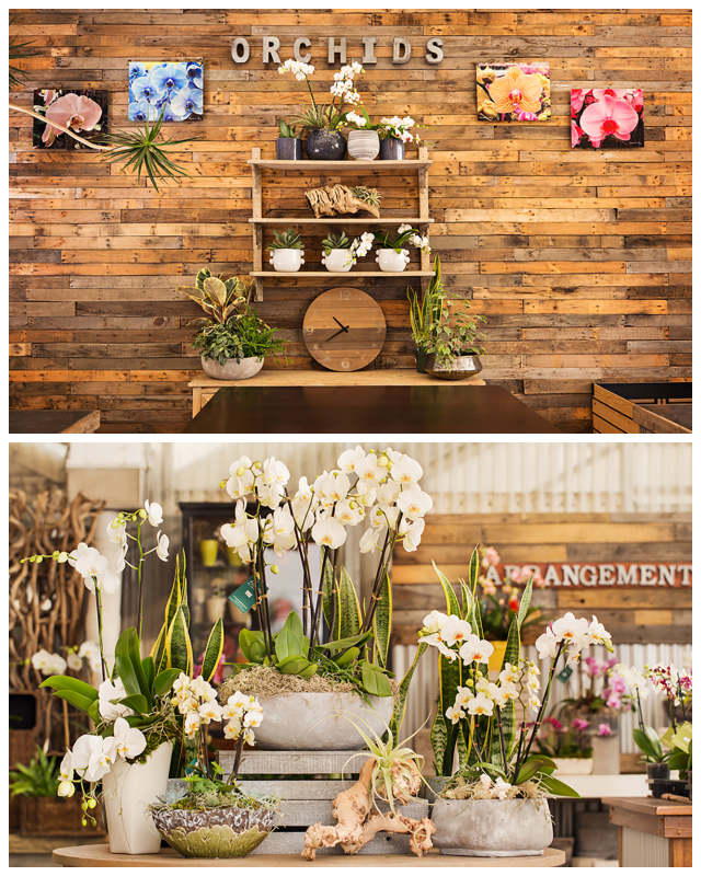 Review Westerlay Orchids image 108415