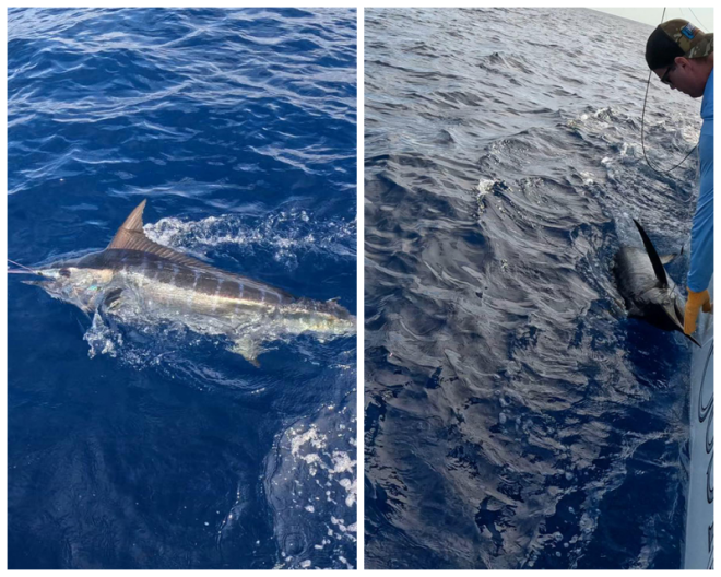 Review ROFFS™, Roffer's Ocean Fishing Forecasting Service, Inc. image 20939