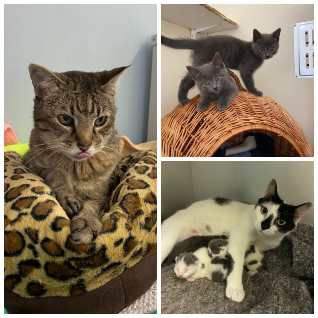 Review St Francis Animal Welfare image 118445