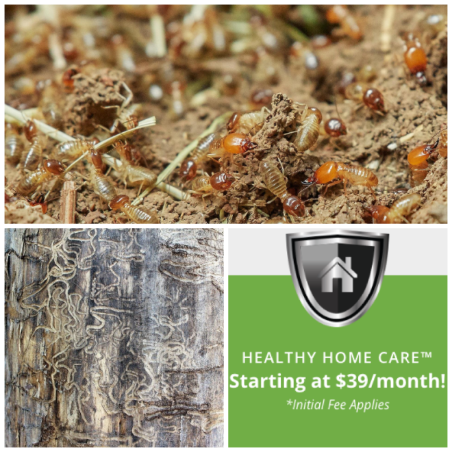 Review Invader Pest Management | Phoenix Exterminator image 147828