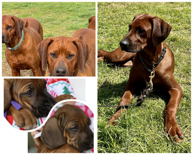 Review Zejak Rhodesian Ridgebacks image 211878