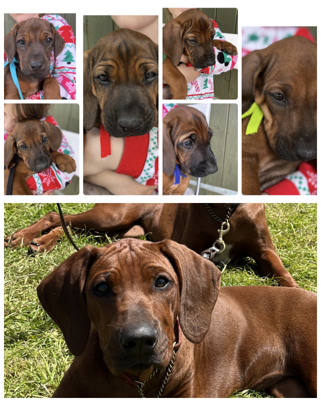 Review Zejak Rhodesian Ridgebacks image 211879