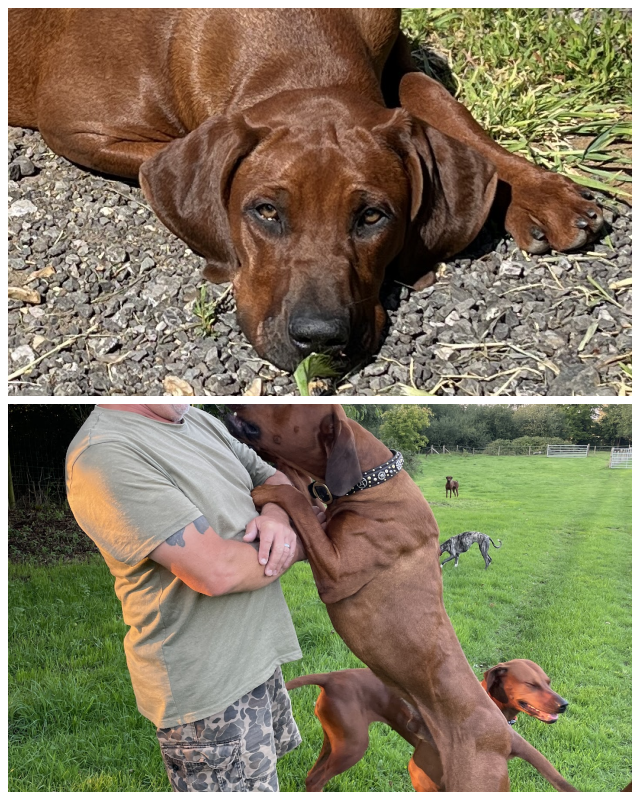 Review Zejak Rhodesian Ridgebacks image 211880