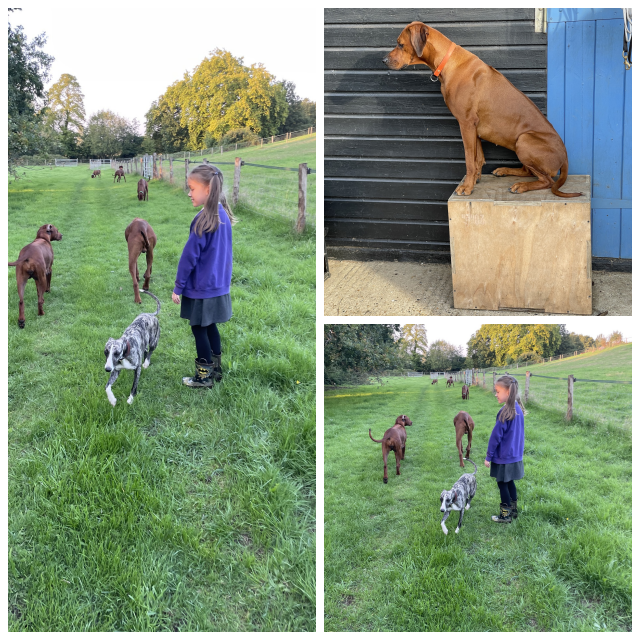 Review Zejak Rhodesian Ridgebacks image 211881