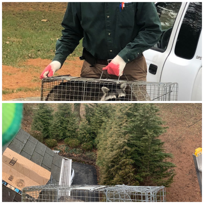 Review All Star Pest Management image 218825
