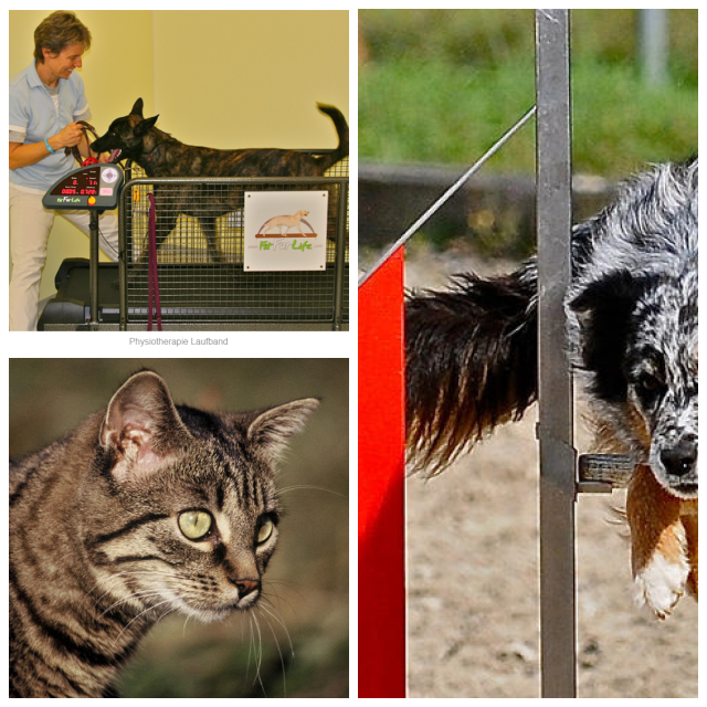 Review Tierklinik Rhenus image 93383