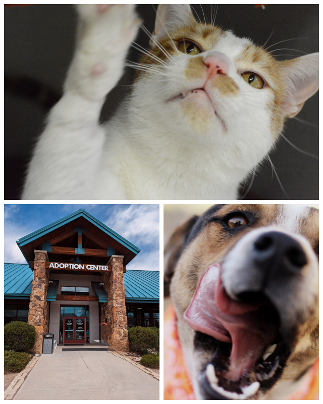 Review The Humane Society of the Pikes Peak Region image 203234