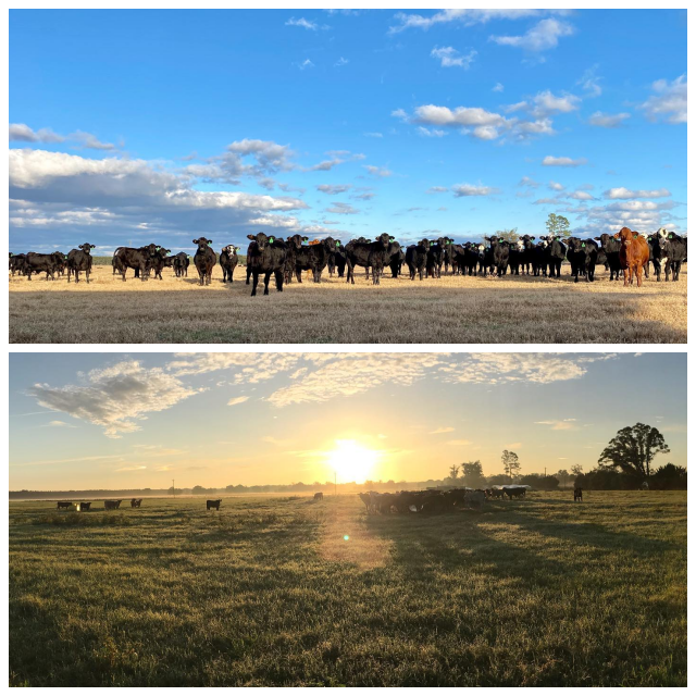 Review Quincey cattle co inc image 342216