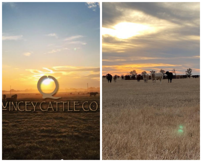 Review Quincey cattle co inc image 342218