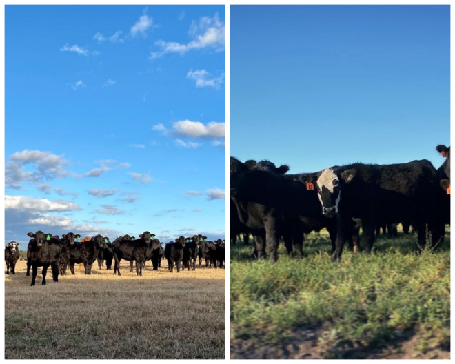 Review Quincey cattle co inc image 342219