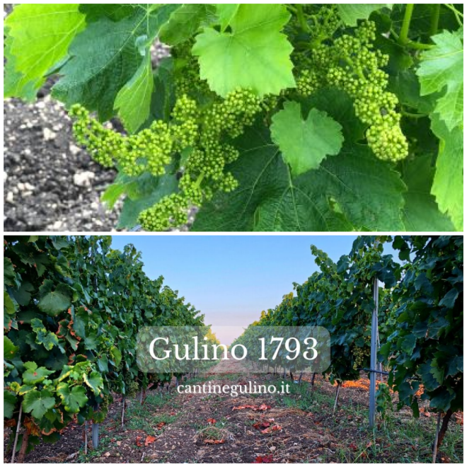 Review Cantine Gulino image 7679