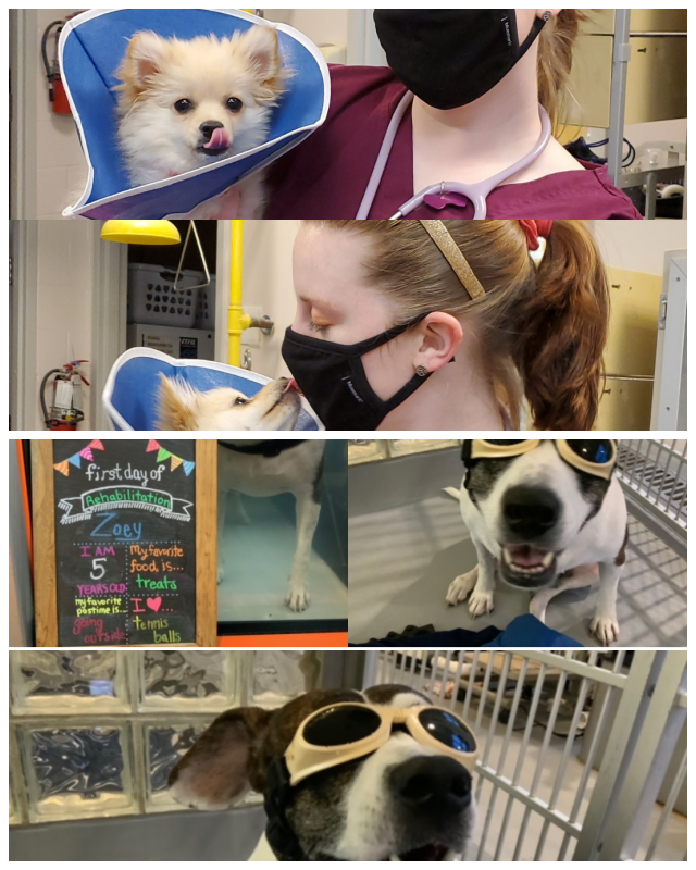 Review Veterinary Referral and Critical Care Center image 103240
