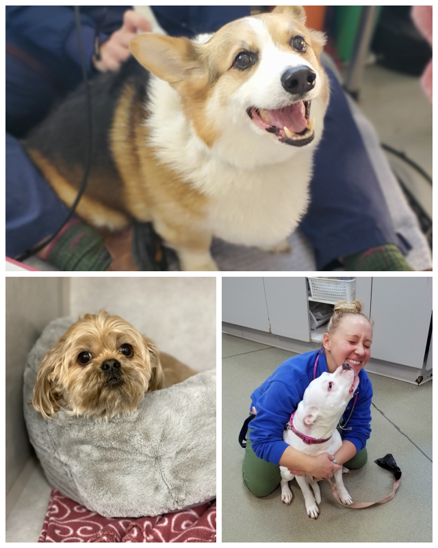 Review Veterinary Referral and Critical Care Center image 103242
