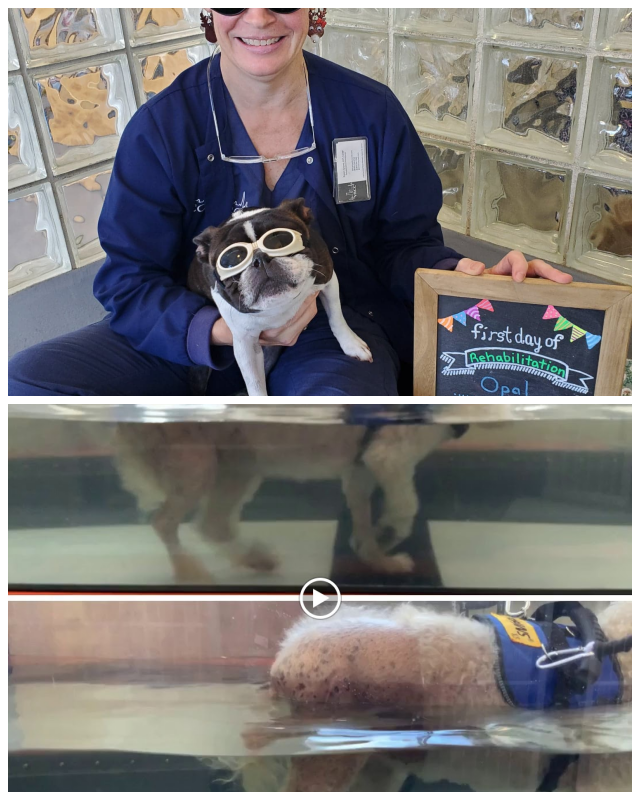 Review Veterinary Referral and Critical Care Center image 103243