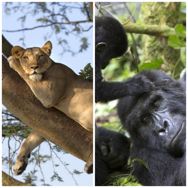Review 1000 Shades of Green Tour and Safari. image 99039