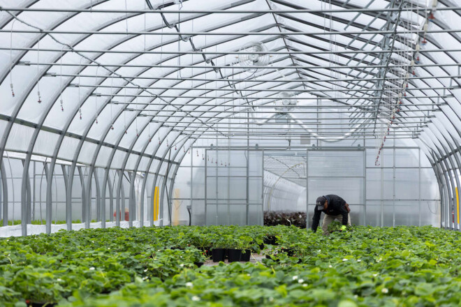 Review Harnois Greenhouses image 358826