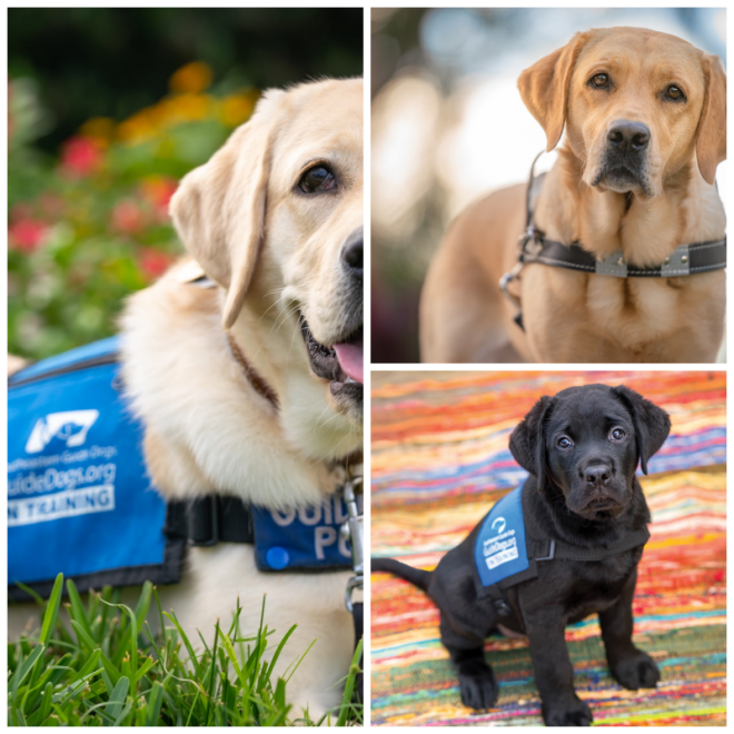 Review Southeastern guide dogs inc image 250860