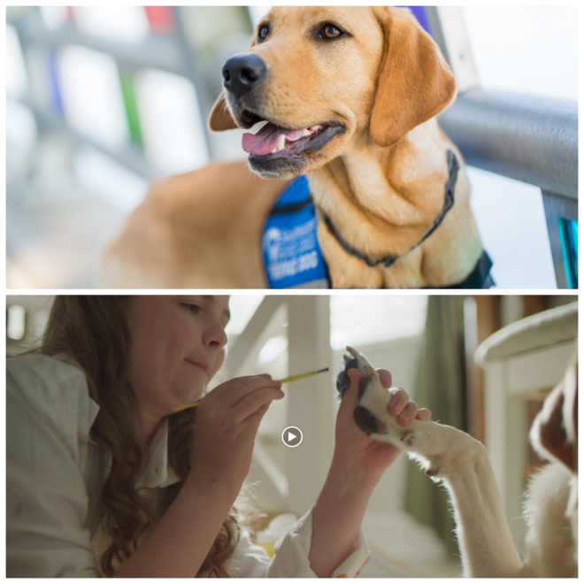 Review Southeastern guide dogs inc image 250862