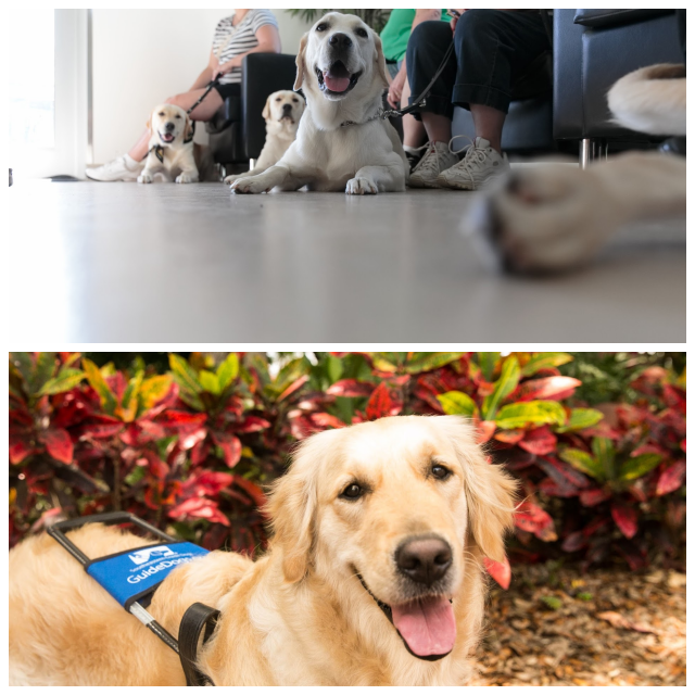 Review Southeastern guide dogs inc image 250863