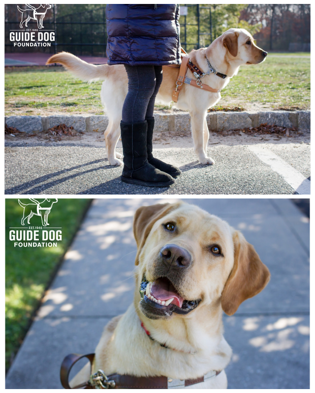 Review Guide Dog Foundation for the Blind image 37171