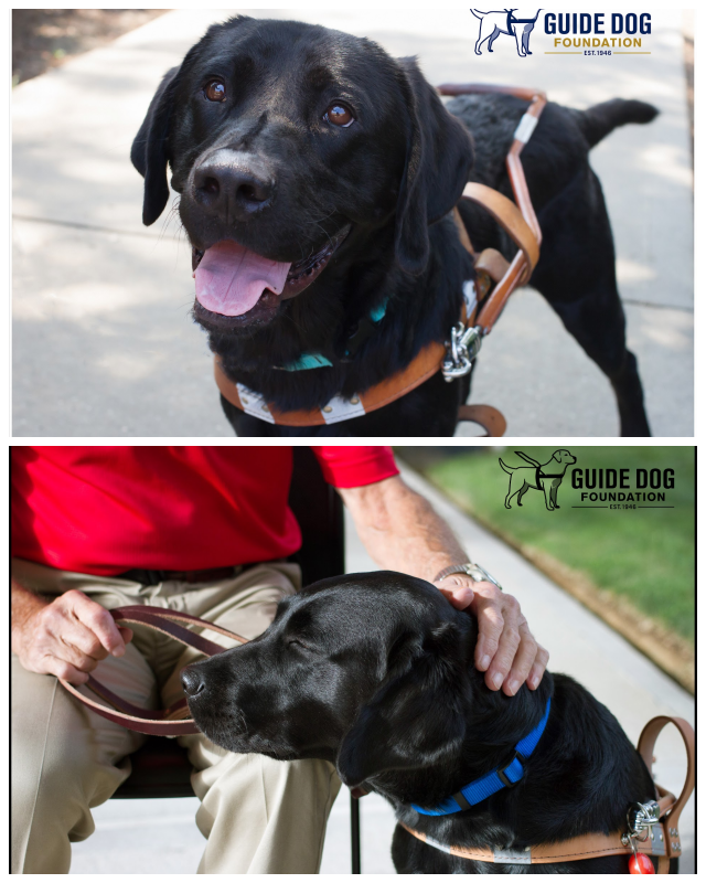 Review Guide Dog Foundation for the Blind image 37172