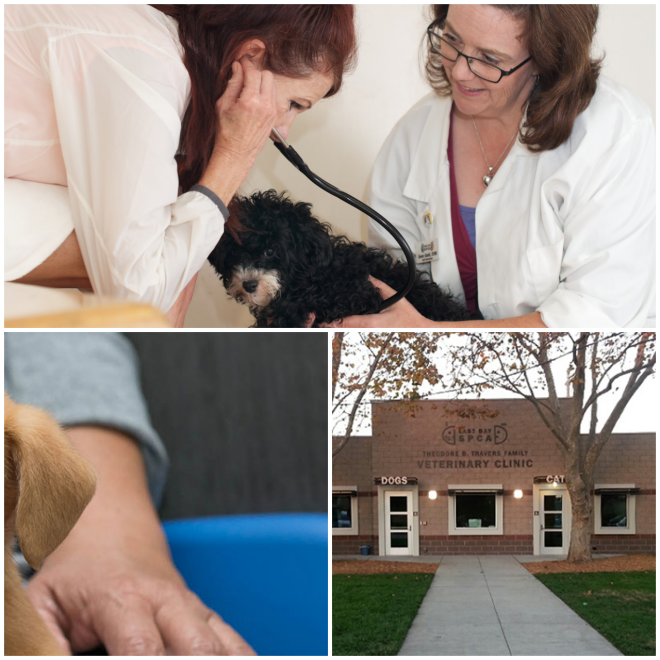 Review East Bay SPCA Spay and Neuter Clinic image 728
