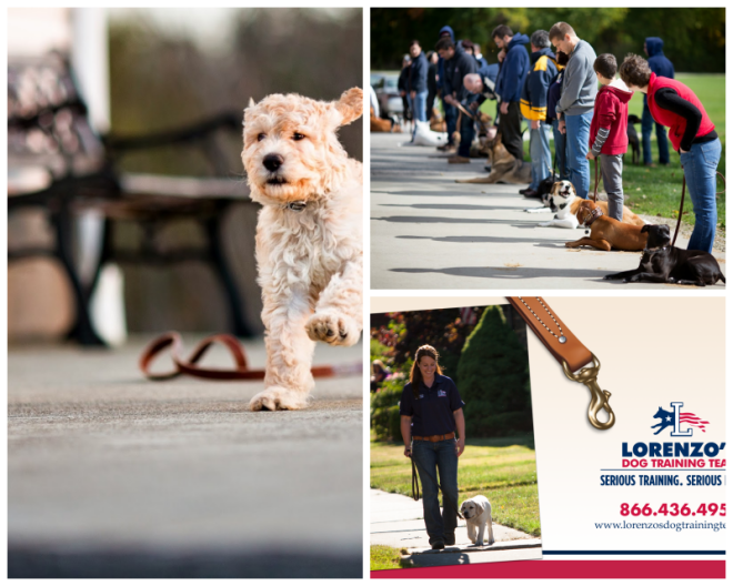 Review Lorenzo's dog training team, llc image 264661
