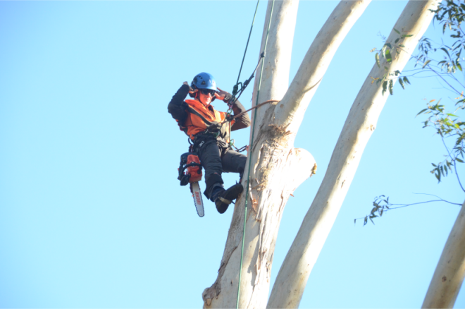 Review Urban Tree Solutions image 359478