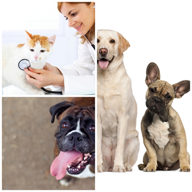 Review Morgantown veterinary care image 323661