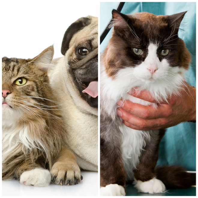 Review Morgantown veterinary care image 323662