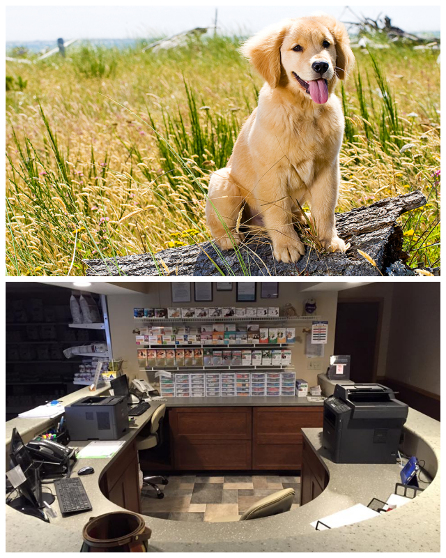 Review Morgantown veterinary care image 323663