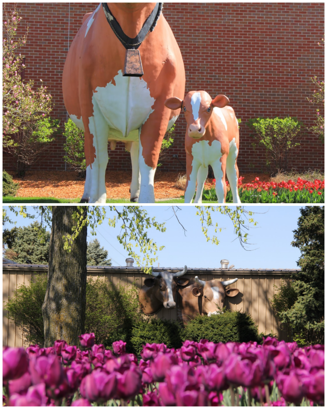 Review Anderson Erickson Dairy image 8206