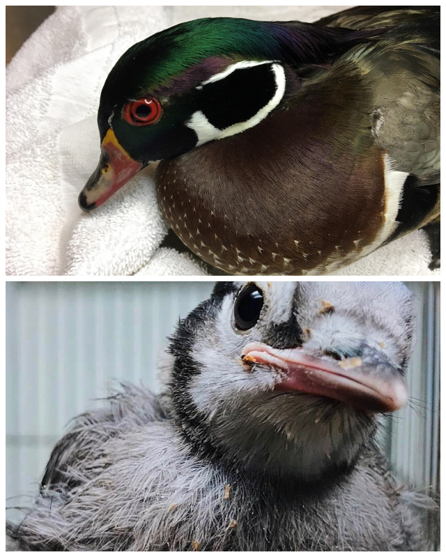 Review The Wild Bird Fund image 108112