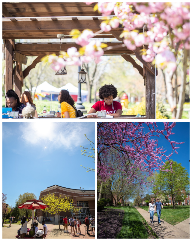 Review Austin peay state university image 239725