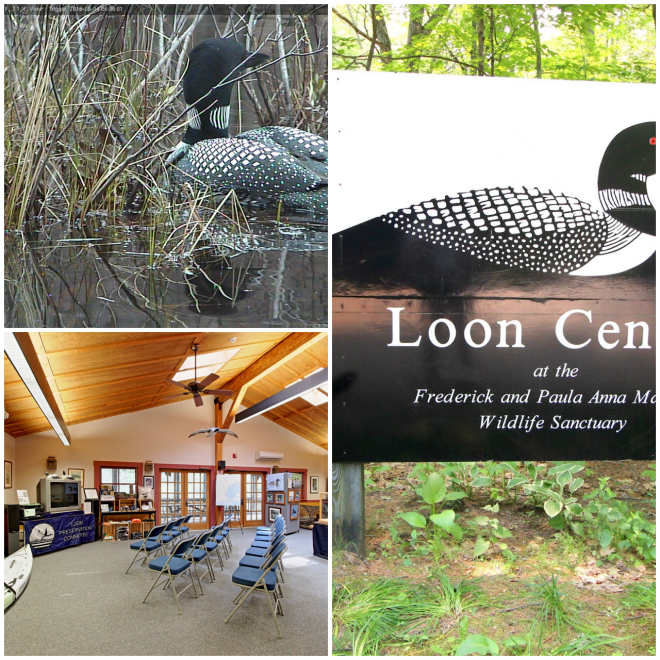 Review Loon Preservation Committee image 7402
