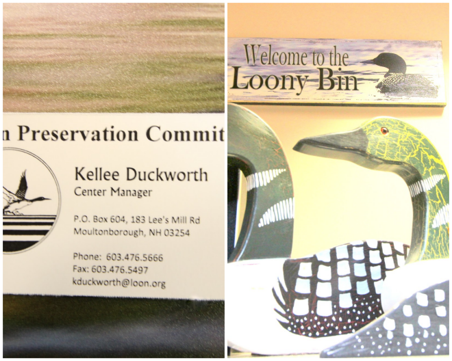 Review Loon Preservation Committee image 7405