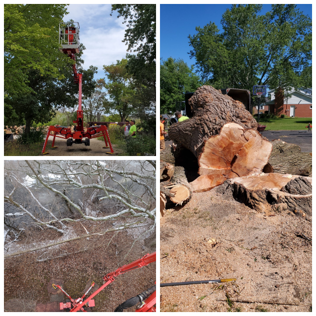 Review Catalpa Tree Service - Mequon, WI image 175663