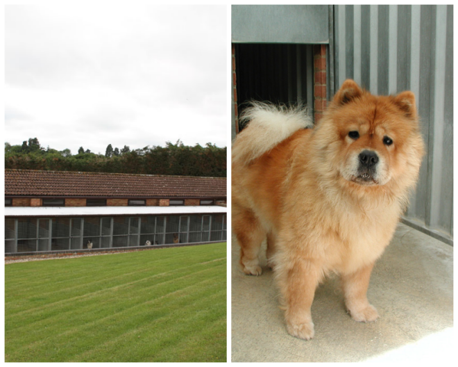 Review Highcroft Luxury Kennels and Cattery image 28298