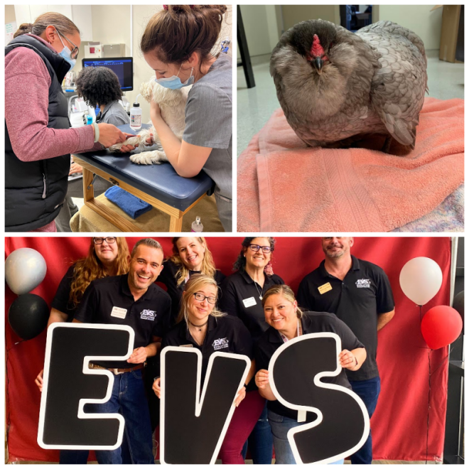 Review Evolution veterinary specialists, inc. image 281961