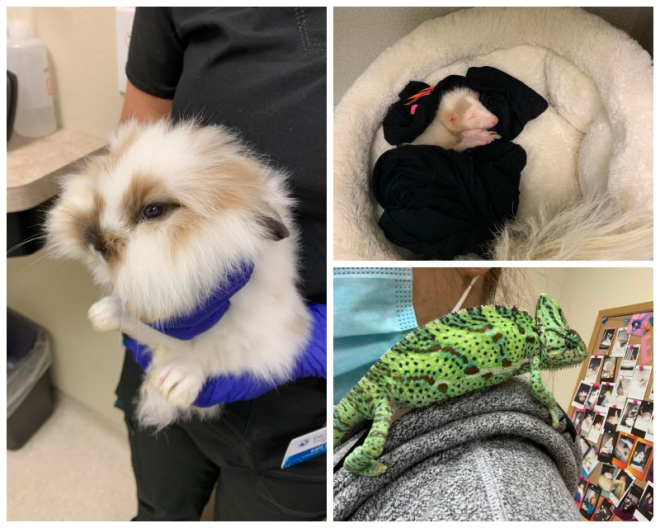 Review Evolution veterinary specialists, inc. image 281962
