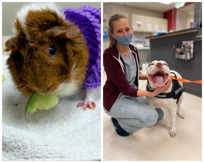Review Evolution veterinary specialists, inc. image 281963