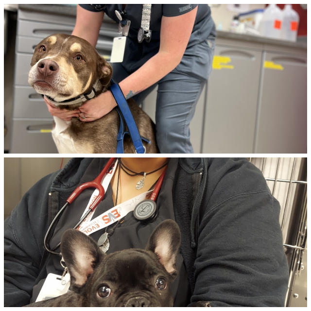 Review Evolution veterinary specialists, inc. image 281964