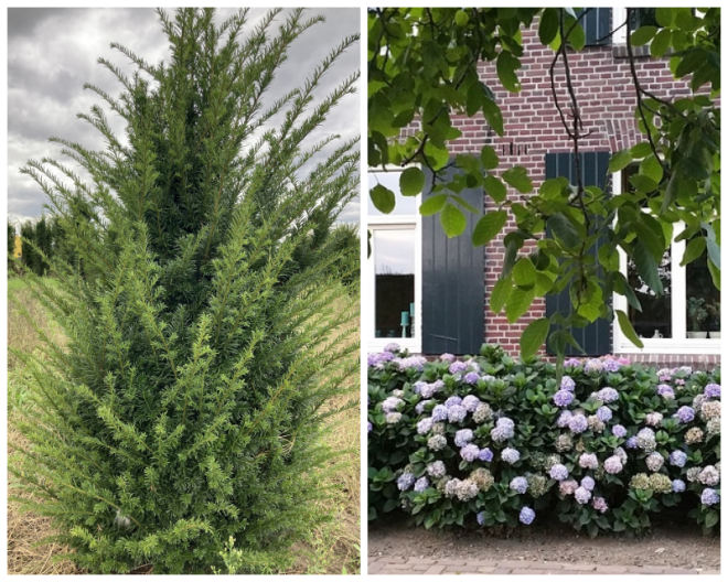 Review Buxus-taxus kwekerij Driessen-Jacobs image 163140