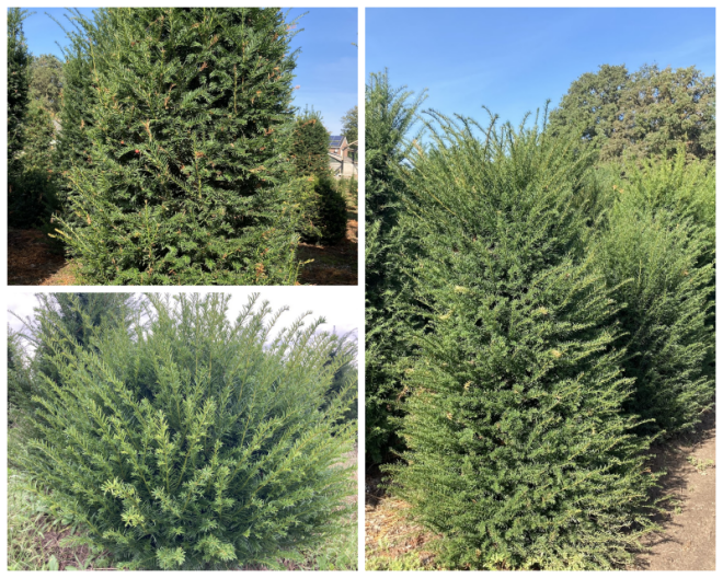 Review Buxus-taxus kwekerij Driessen-Jacobs image 163141