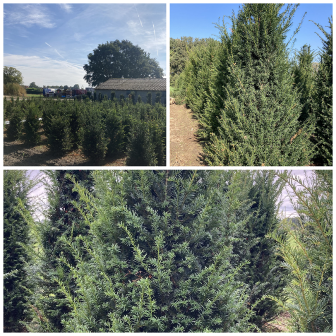 Review Buxus-taxus kwekerij Driessen-Jacobs image 163142