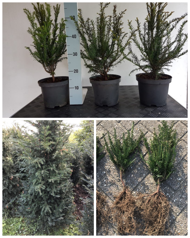 Review Buxus-taxus kwekerij Driessen-Jacobs image 163143