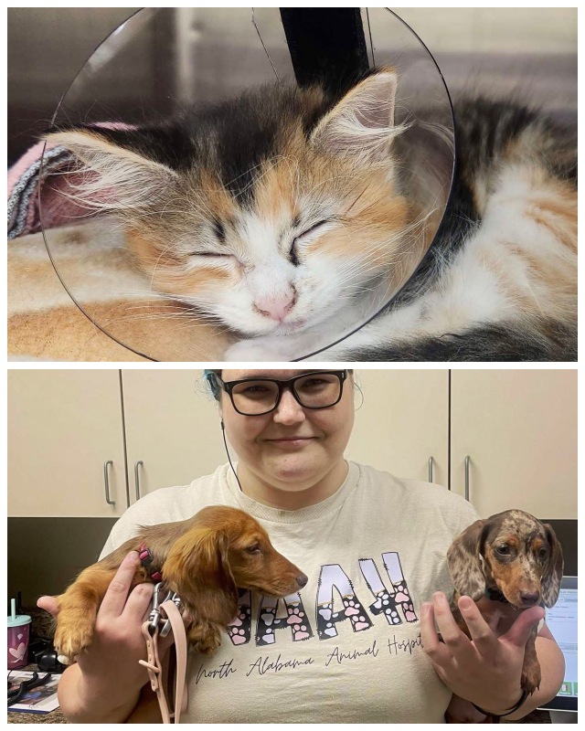 Review North alabama animal hospital image 328860