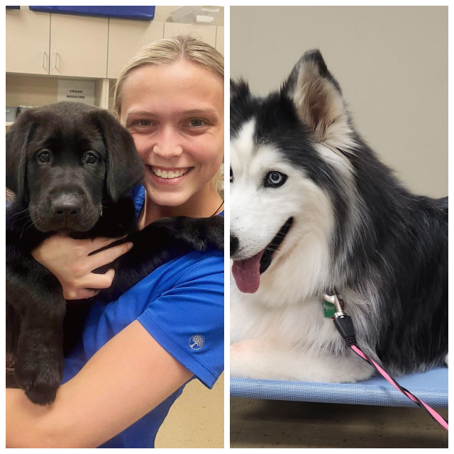 Review North alabama animal hospital image 328861